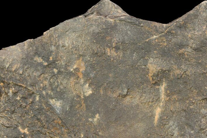 Cruziana (Fossil Trilobite Trackway) - Morocco #118288